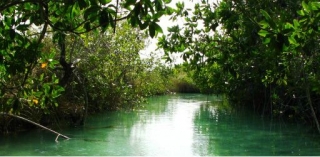 Explorando manglaternera en kayak